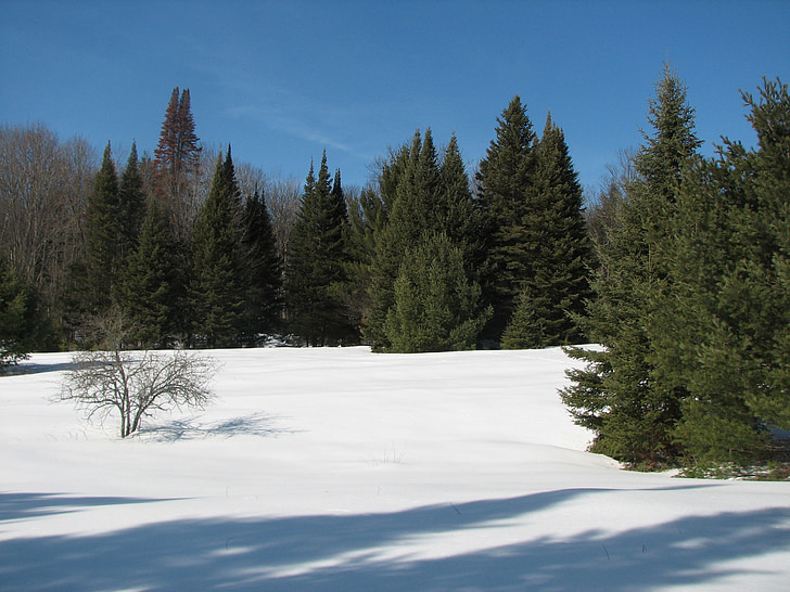 vinter, sne, evergreens, frosne, årstidens, jul, træer