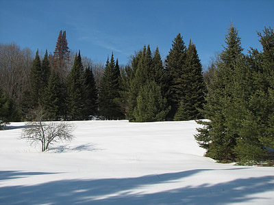 winter, snow, evergreens, frozen, seasonal, christmas, trees
