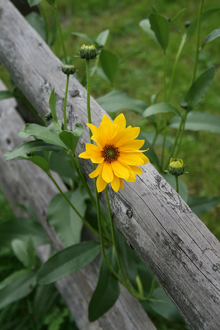 yellow flower, field, fence, green, nature, plant
