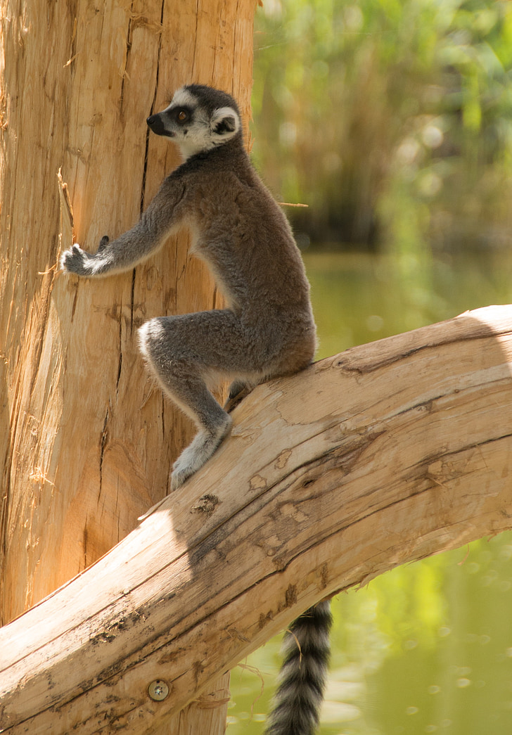 gyűrűs farkú maki, szem, Lemur catta, arc, Madagaszkár, állatkert, csíkos