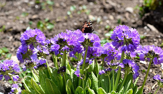 garden, flower, plant, drumstick, purple, spring, spring flower