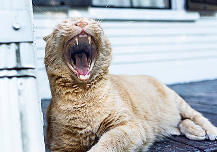 yawning, con mèo, miệng, răng, răng nanh, mệt mỏi, vật nuôi