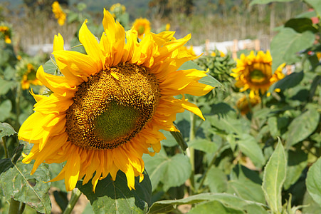 bunga matahari, tanaman, bunga, kuning, musim panas