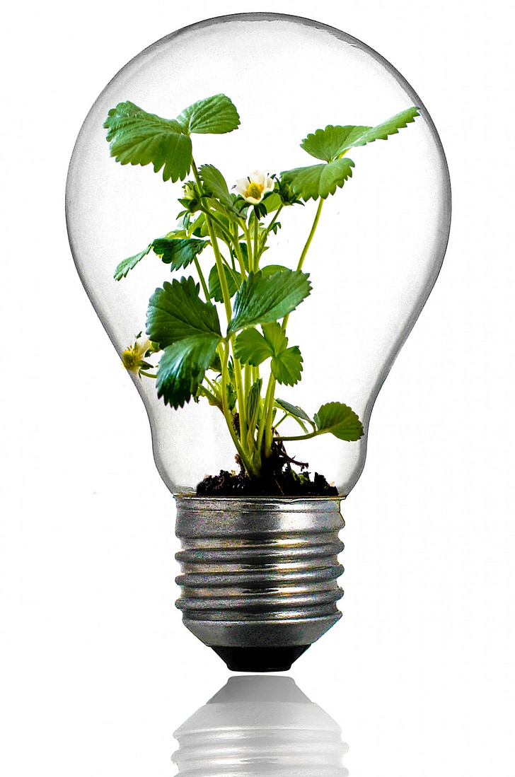 žarulja, rast, biljka, svjetlo, zelena, list, globalne