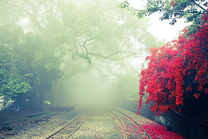 alishan, independence hill, landscape, mist, rail, tree, railroad track