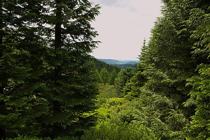 Metsä, näkymä, etäinen näkymä, Thuringian forest, puut, Luonto, puu