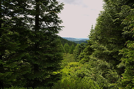 Les, pohled, vzdálený pohled, durynské Les, stromy, Příroda, strom