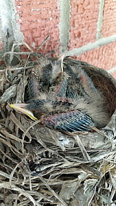 Pettirosso del bambino, Robin, uccello di bambino, nido, natura, uccelli, giovane uccello