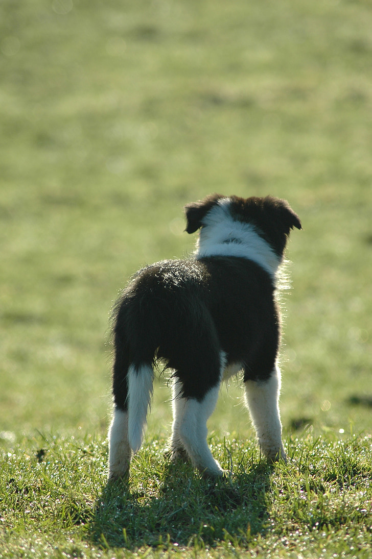 ลูกสุนัข, ขอบ collie, สุนัข, ทุ่งหญ้า, สัตว์