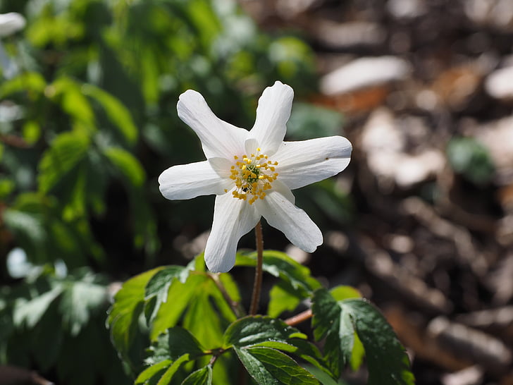 ahşap anemone, çiçeği, Bloom, çiçek, Beyaz, anemon nemorosa, anemon çiçeği