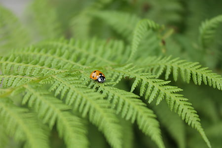 coccinelle, insecte, boutry