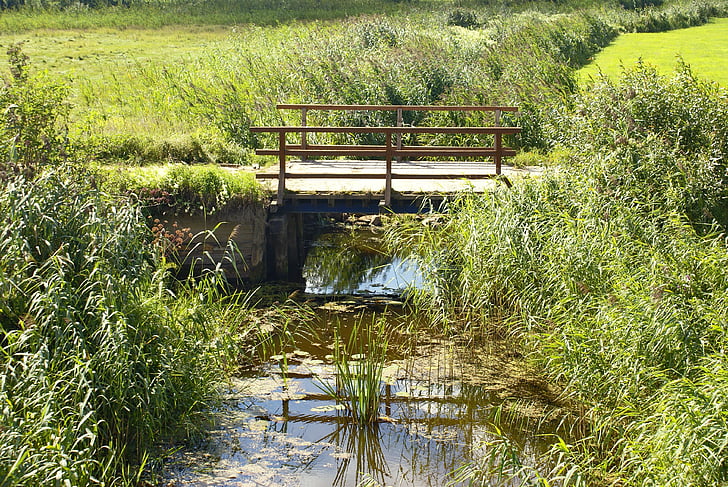 stream, bridge, meadow, lane, scrubs, wooden bridge, nature