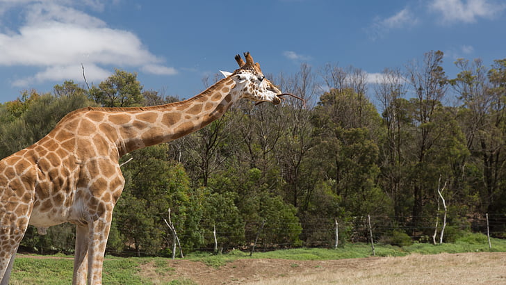 Giraffe, Werribee zoo, Canon 5D Mark iii, Melbourne, Fotograf, Nicholas Deloitte Medien, Oakleigh Süd