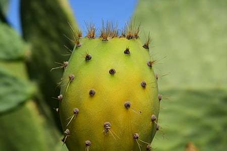 kaktus, opuncija, kaktus toplogrednih, bodičasto, sredozemski, spodbuda, Cactaceae