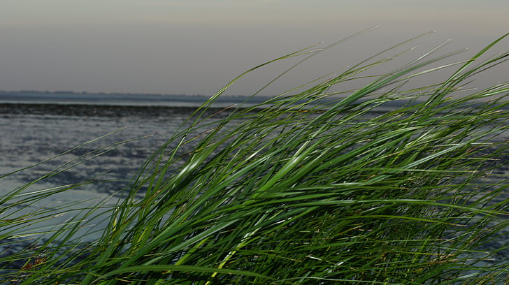 tráva, wattů, Severní moře, wattové moře, vítr