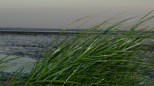 Grass, Watt, Nordsee, Wattenmeer, Wind