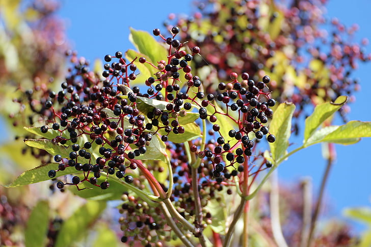 elderberry hitam, Close-up, penatua, buah-buahan, daun, ungu, ungu buah
