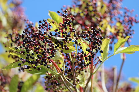 black elderberry, close-up, elder, fruits, leaves, lilac, lilac berries