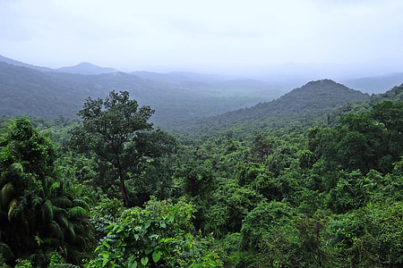 deštný prales, Mollem národní park, západní ghats, hory, vegetace, mraky, Goa