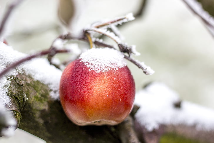 jabuka, Zima, snijeg, Mraz, LED, glazura, voće