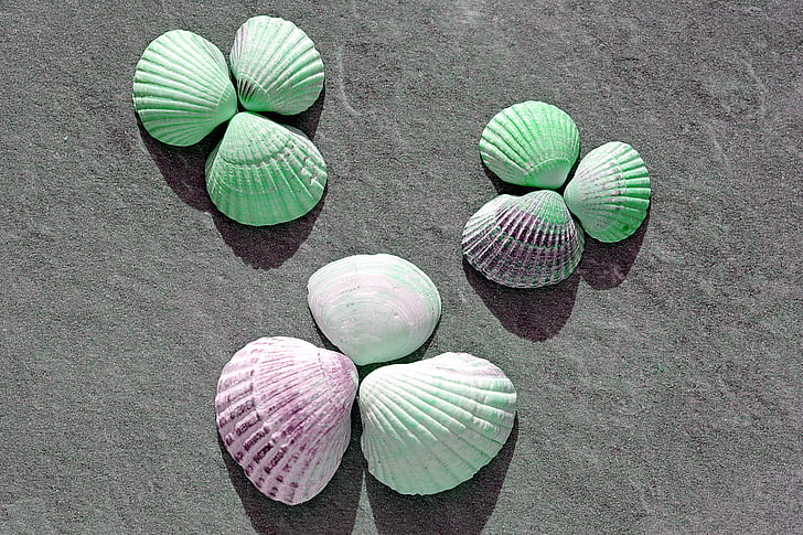 shells, holidays, sea, seashell, rock, ornament, holiday