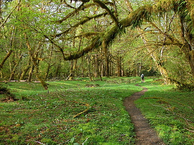 backpackers, hoh rainforest, landscape, scenic, nature, hiking, walking
