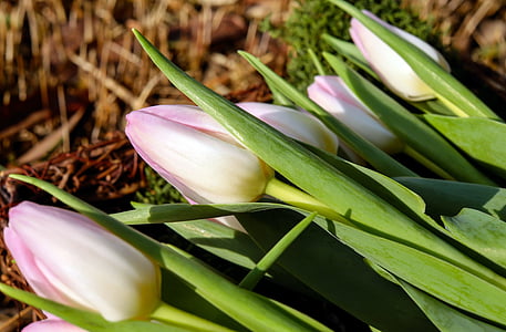 tulipas, flores, flor, flor, -de-rosa, buquê de primavera, natureza