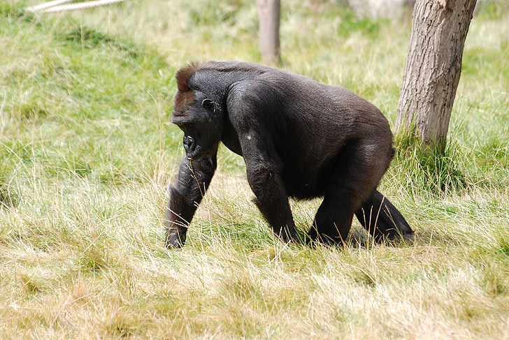 hegyi gorilla, Gorilla, Afrika, emberszabású majom, prímás, erős, gyaloglás