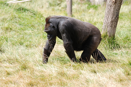 gorila horská, gorila, Afrika, APE, primát, silný, chůze