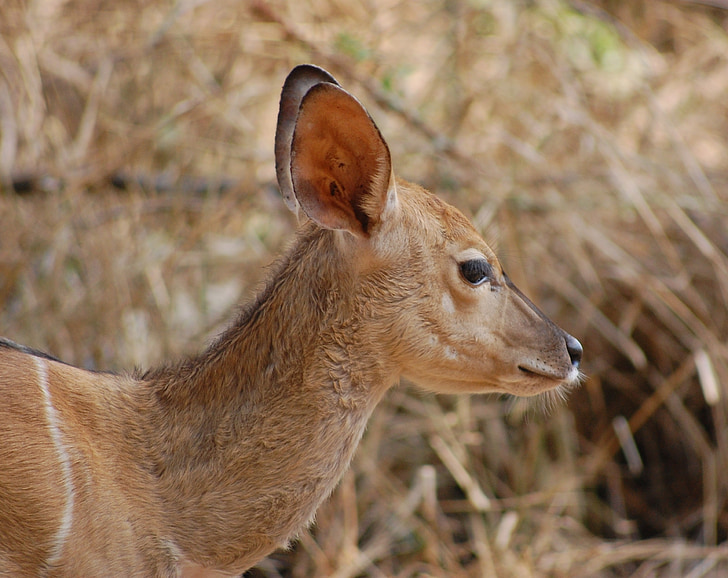 antelope, safari, animal, deer, nature, south africa