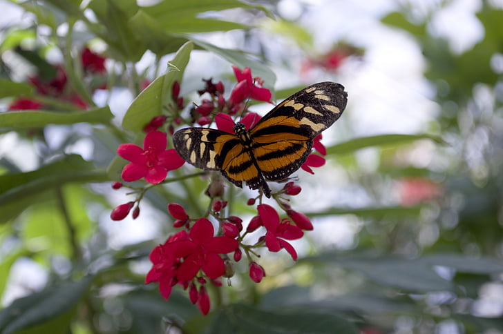 Izabeli eueides, Motyl, pomarańczowy, eueides, longwing, skrzydła, owad