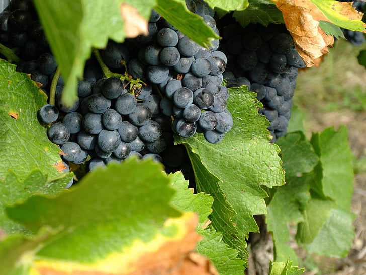 vinho, vintage, uvas, Outono, videira, viticultura, St. laurent