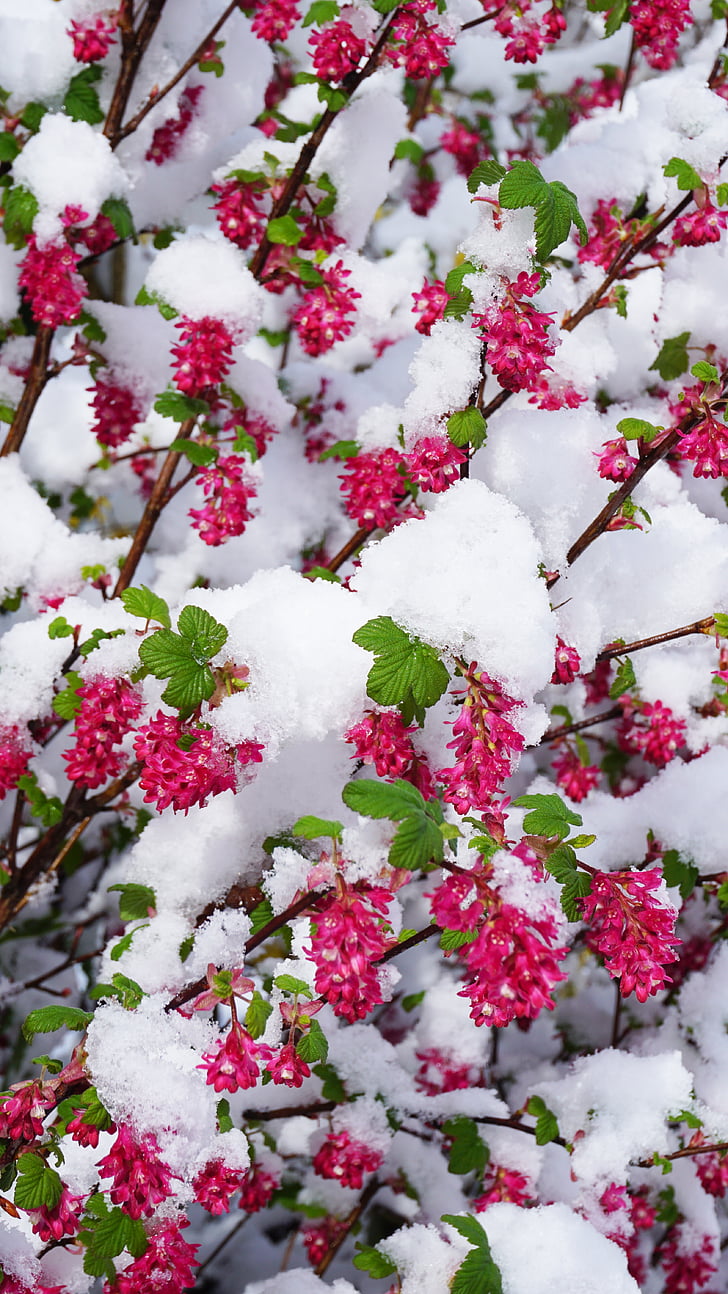 Zima, proljeće, cvijeće, snijeg, Buda, bijeli, Zimski udar