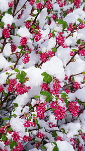 hiver, printemps, fleurs, neige, bourgeon, blanc, souffle de l’hiver