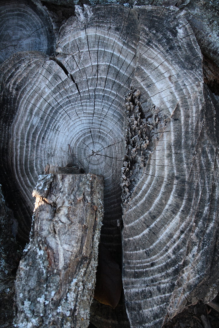 fusta, tronc, anells, arbre, Tall de tronc, escorça, textura