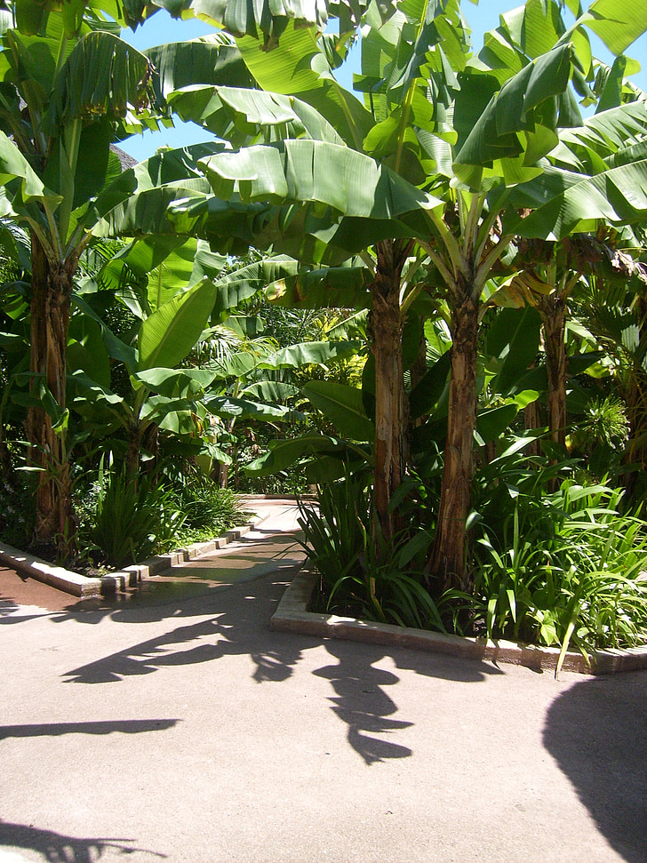 banana plantation, banana, path, nature, leaf, tree
