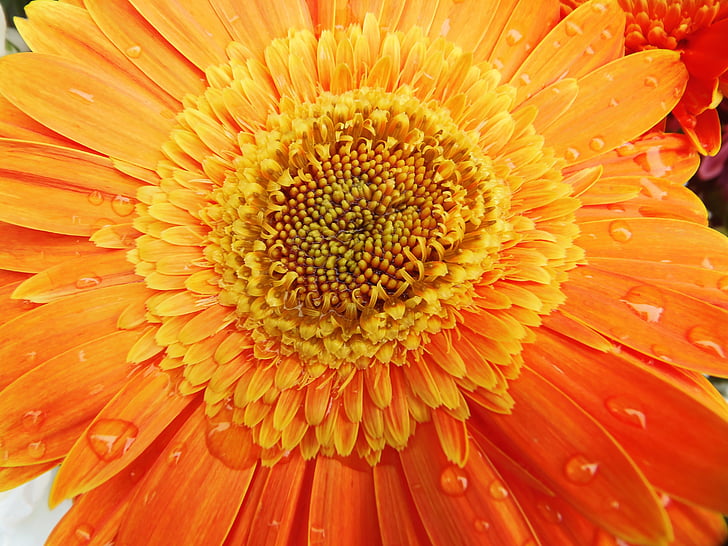 Gerbera, oranžinė, gėlė, sveikatingumo, Gamta, lietaus lašai, vandens lašas