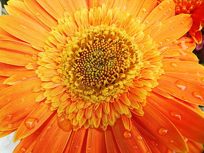 Gerbera, Orange, blomma, Wellness, naturen, droppar av regn, droppe vatten