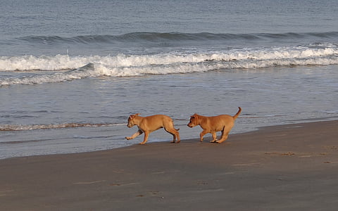 šteňa, Beach, piesok, prehrávanie, PET, pes, zviera