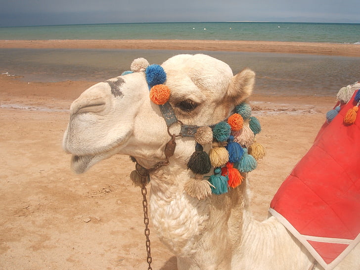 camel, red sea, beach, leisure, egypt, one animal, sand