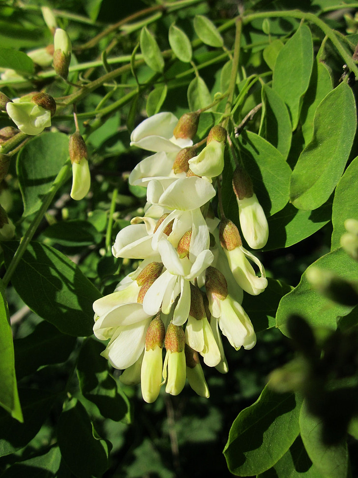 robinia pseudoacacia, black locust, false acacia, tree, flora, inflorescence, blossom