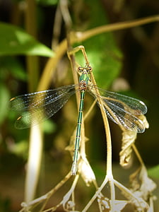 libélula verde, insecto con alas, iridiscente, belleza