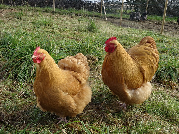hen, bird, orpington