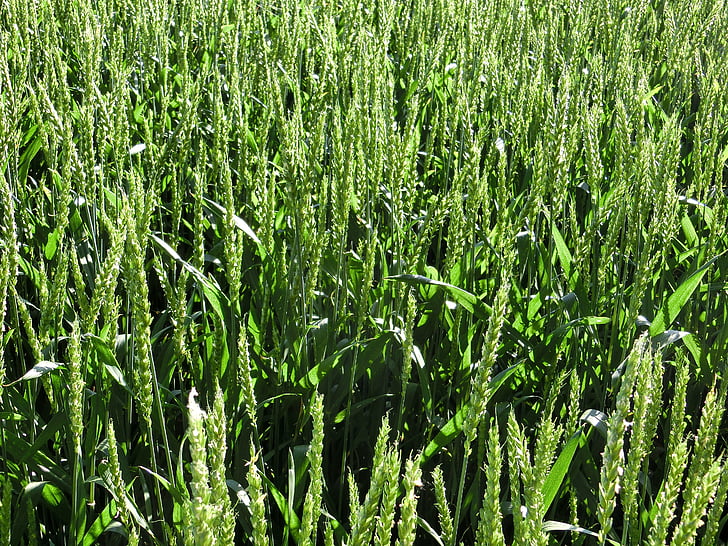 pšenica, polje, priroda, žitarice, polje pšenice, polje kukuruza, biljka