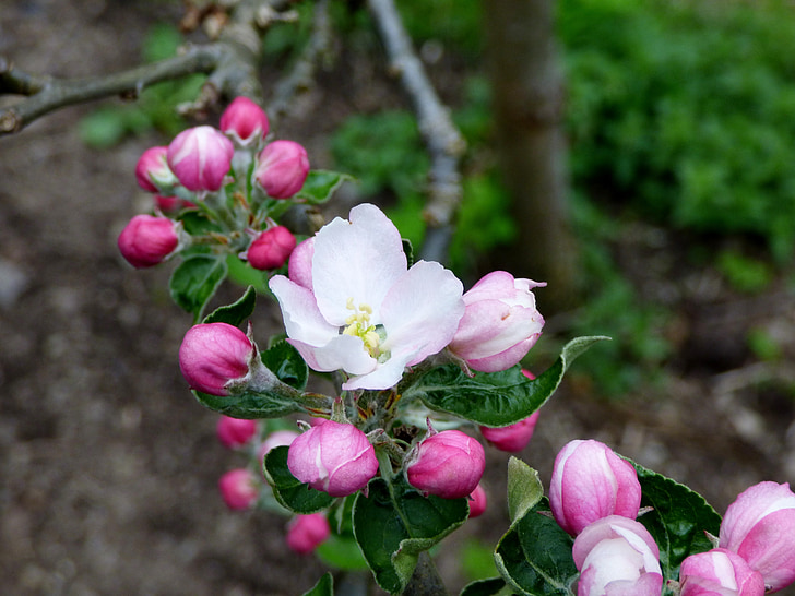 flor, flor del cirerer, primavera, natura, Rosa, blanc, branca