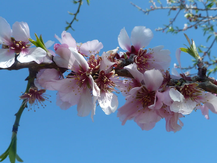 almond blossom, spring, flowers, pink, blossom, bloom, tree