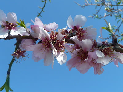 άνθη αμυγδαλιάς, άνοιξη, λουλούδια, ροζ, άνθος, άνθιση, δέντρο