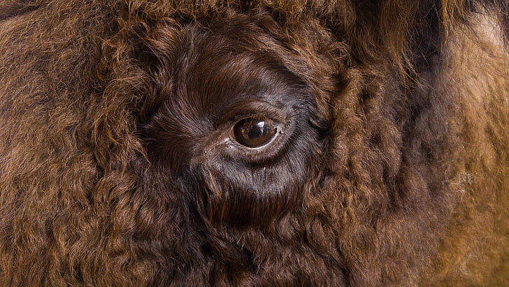 eye, bison, fur, look, animal, mammal, nature