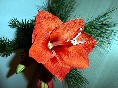 Fleur Amaryllis, star des Chevaliers, Blossom, Bloom, rouge, fleur