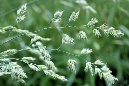 herba, l'herba alta, llavors, verd, natura, planta, close-up